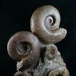 Lytoceras & Hammatoceras Ammonite Sculpture - #7990-2